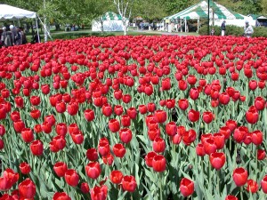 Tulips at the Canadian Tulip Festival in Ottawa