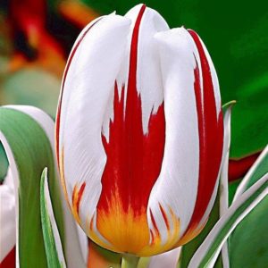 all-about-ottawa.com - canada tulip