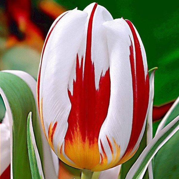 all-about-ottawa.com - canada 150 tulip